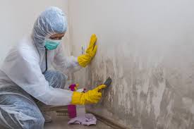 Best Attic Mold Removal in Butler, GA